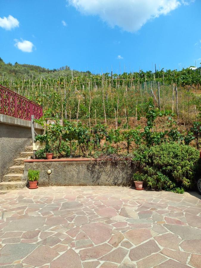 Villa Ester Camaiore Kültér fotó